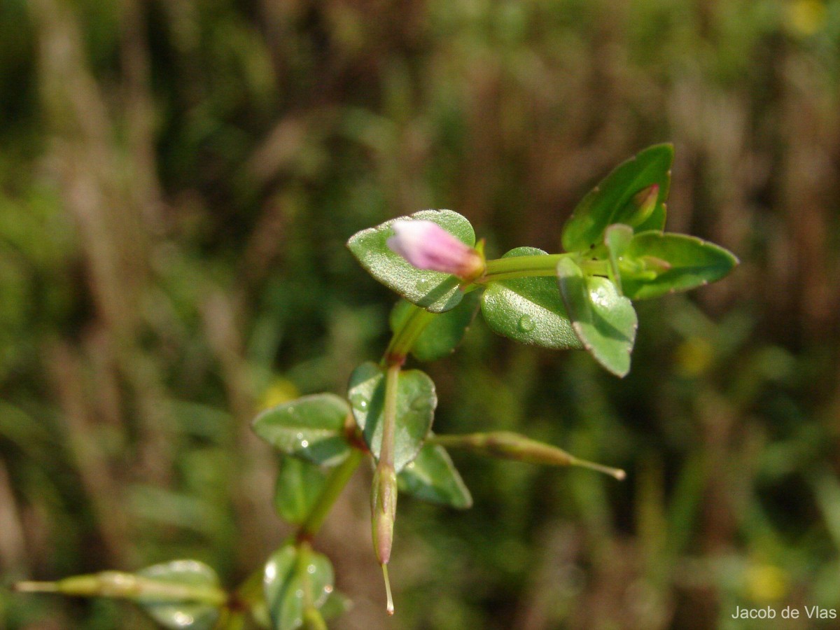 Torenia anagallis (Burm.f.) Wannan, W.R.Barker & Y.S.Liang